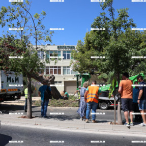 ΚΟΠΗ ΠΕΥΚΟΥ ΣΤΟ ΕΡΓΑΤΙΚΟ ΚΕΝΤΡΟ