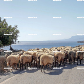 ΠΡΟΒΑΤΑ