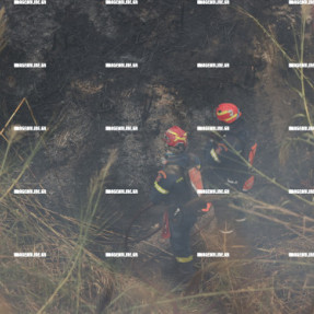 ΦΩΤΙΑ ΣΤΙΣ ΜΑΛΑΔΕΣ