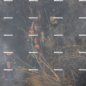 ΦΩΤΙΑ ΣΤΙΣ ΜΑΛΑΔΕΣ