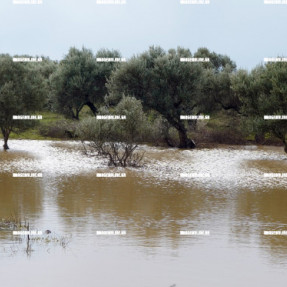 ΕΛΙΕΣ ΑΠΟ ΤΟ ΕΡΓΑ ΓΙΑ ΤΟ ΑΕΡΟΔΡΟΜΙΟ ΣΤΟ ΚΑΣΤΕΛΙ