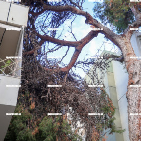ΣΠΑΣΙΜΟ ΜΕΓΑΛΟΥ ΚΛΑΔΙΟΥ ΠΕΥΚΟΥ ΣΤΗΝ ΟΔΟ ΑΤΣΙΠΑΔΩΝ