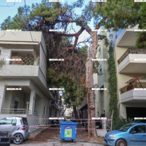 ΣΠΑΣΙΜΟ ΜΕΓΑΛΟΥ ΚΛΑΔΙΟΥ ΠΕΥΚΟΥ ΣΤΗΝ ΟΔΟ ΑΤΣΙΠΑΔΩΝ