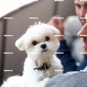 ΟΦΗ ΟΛΥΜΠΙΑΚΟΣ ΓΥΝΑΙΚΕΣ