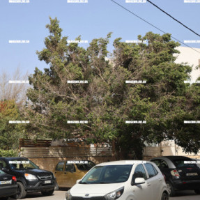 ΑΦΡΙΚΑΝΙΚΗ ΣΚΟΝΗ ΑΕΡΑΣ