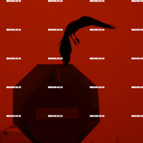 ΑΦΡΙΚΑΝΙΚΗ ΣΚΟΝΗ