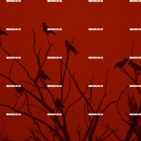 ΑΦΡΙΚΑΝΙΚΗ ΣΚΟΝΗ