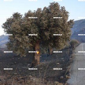 ΦΩΤΙΑ ΣΤΗΝ ΚΡΥΑ ΒΡΥΣΗ