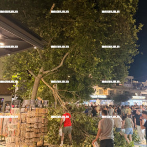 ΕΠΕΣΕ ΚΟΡΜΟΣ ΑΠΟ ΤΟΝ ΠΛΑΤΑΝΟ ΣΤΟ ΜΕΙΝΤΑΝΙ