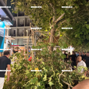 ΕΠΕΣΕ ΚΟΡΜΟΣ ΑΠΟ ΤΟΝ ΠΛΑΤΑΝΟ ΣΤΟ ΜΕΙΝΤΑΝΙ