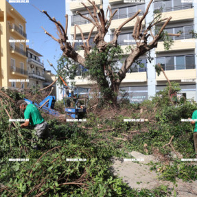 ΚΛΑΔΕΜΑ ΔΕΝΤΡΩΝ ΣΤΟ ΠΑΡΚΟ ΘΕΟΤΟΚΟΠΟΥΛΟΥ